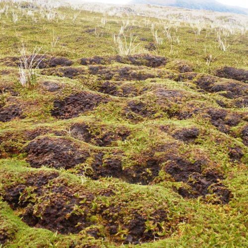 Astelia pumila crece formando terrazas a lo largo de una turbera de ladera (Archipiélago de Cabo de Hornos)