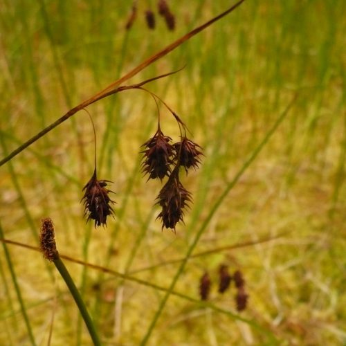 Carex magellanica al pie de una turbera de ladera