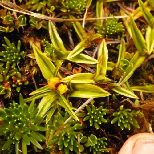 Astelia pumila (light green) and Donatia fascicularis (dark green) are the typical plants in terrestrialization bogs
