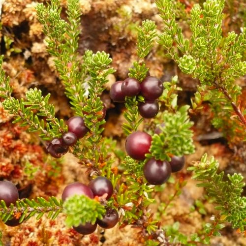 Empetrum rubrum, una Ericacea común en turberas de ladera