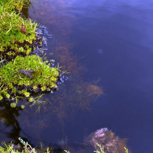 Alfombra flotante de Astelia pumila y Donatia fascicularis