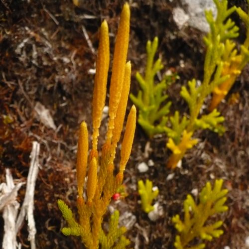 Lycopodium magellanicum