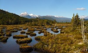 Bofedales – Las turberas del Altiplano – Turberas de Chile