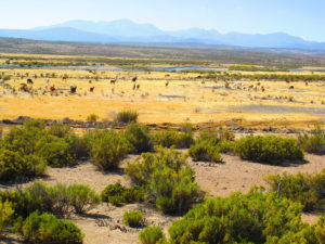 Bofedales – Las turberas del Altiplano – Turberas de Chile