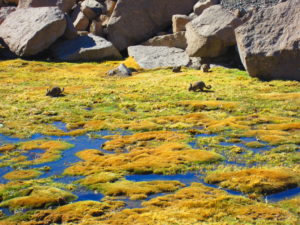 Bofedales – Las turberas del Altiplano – Turberas de Chile